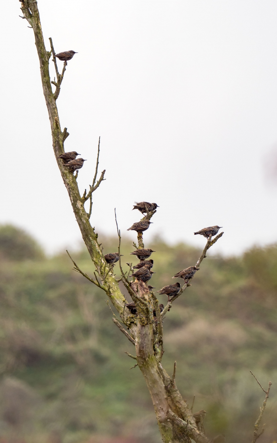 We gaan die kant op! - Vogels - Spreeuw