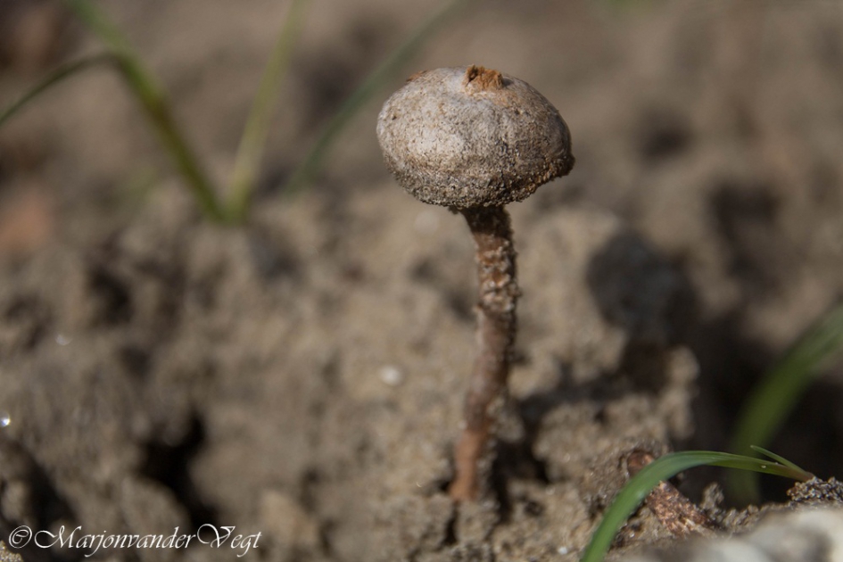 Gesteelde stuifbal - Schimmels - Gesteelde stuifbal