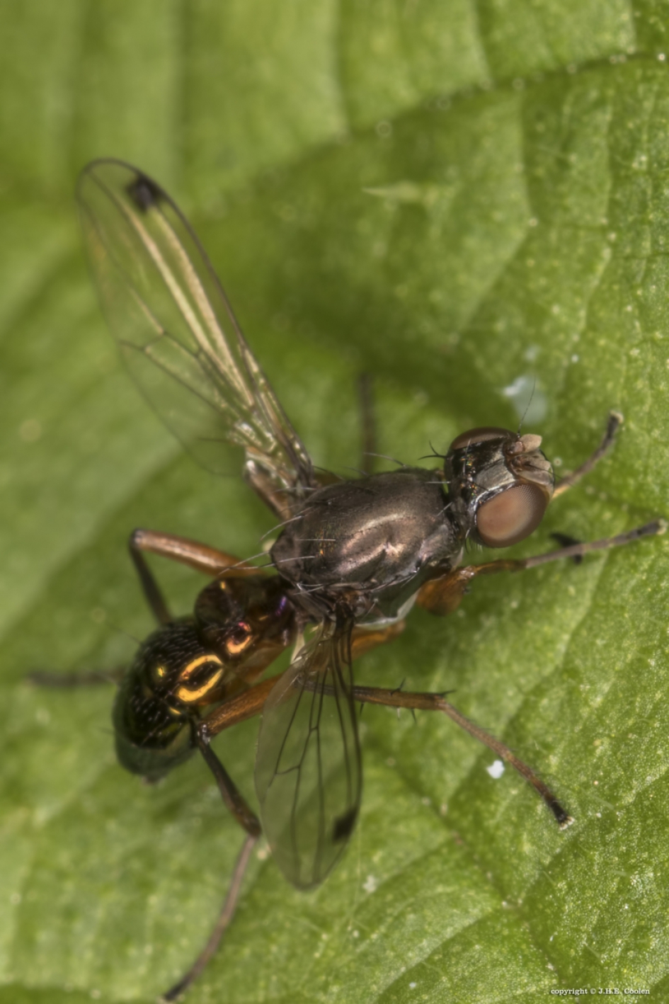 Wenkvliegje - Geleedpotigen - Wenkvlieg