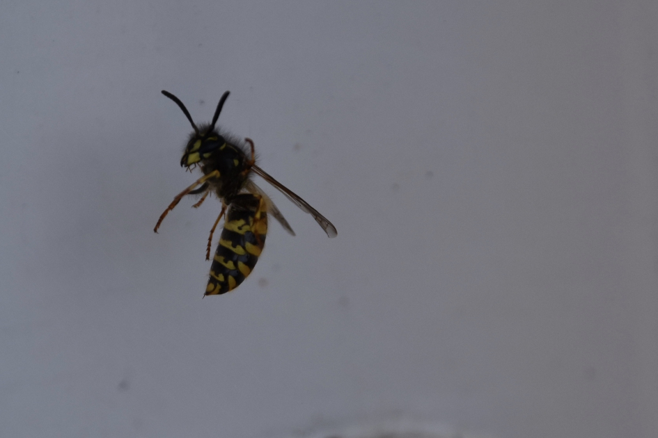 Wesp hangt in spinrag - Geleedpotigen - 