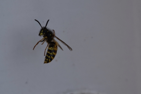 Wesp hangt in spinrag