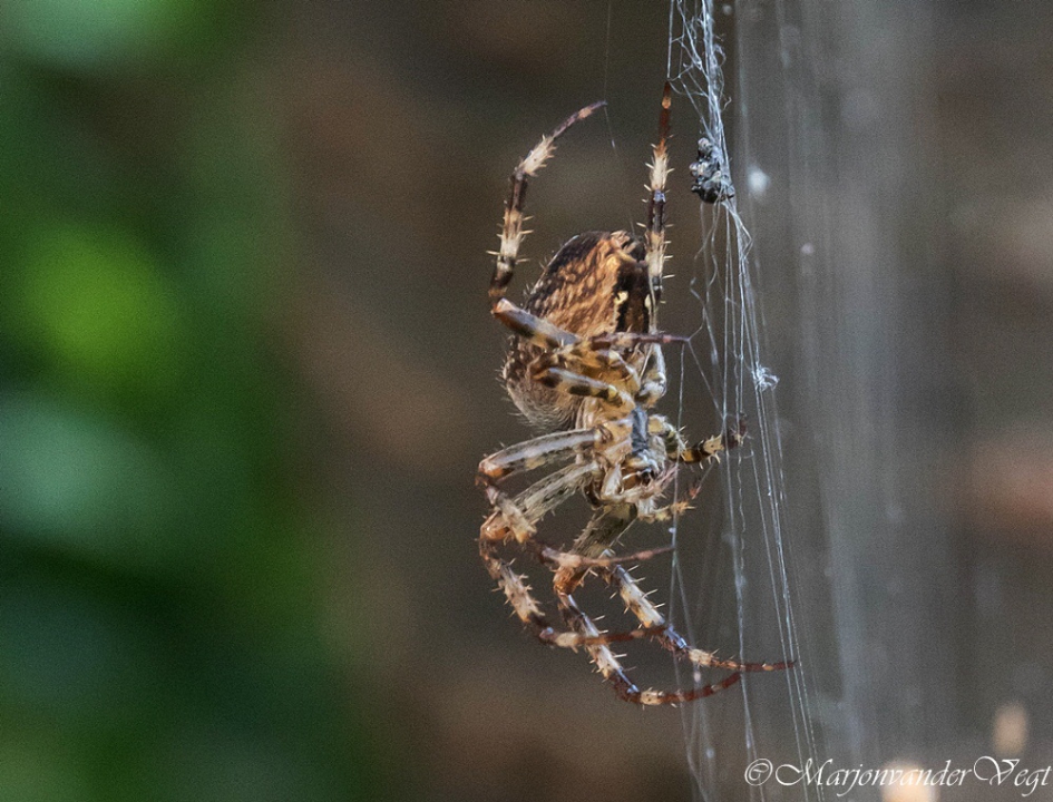 Wever - Geleedpotigen - spin