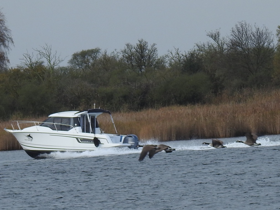 Wie gaat het snelst??? - Vogels - Canadese gans