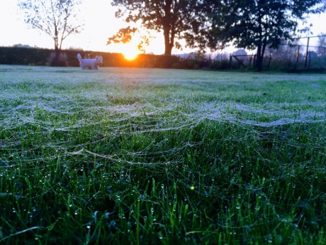 Wie spint in 1 nacht zo'n gigantisch web?