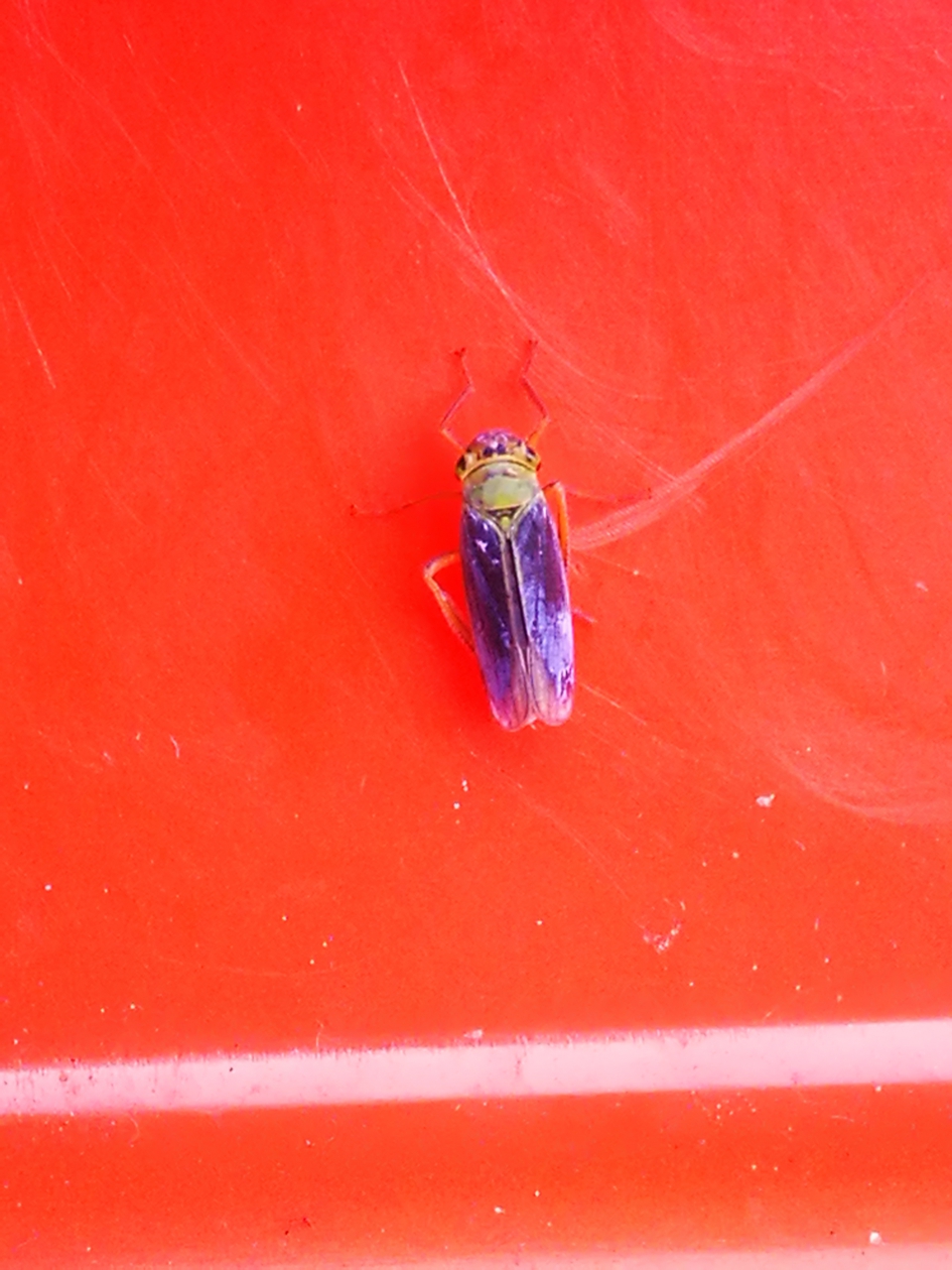 Wie weet welk insect dit is? - Overig - 