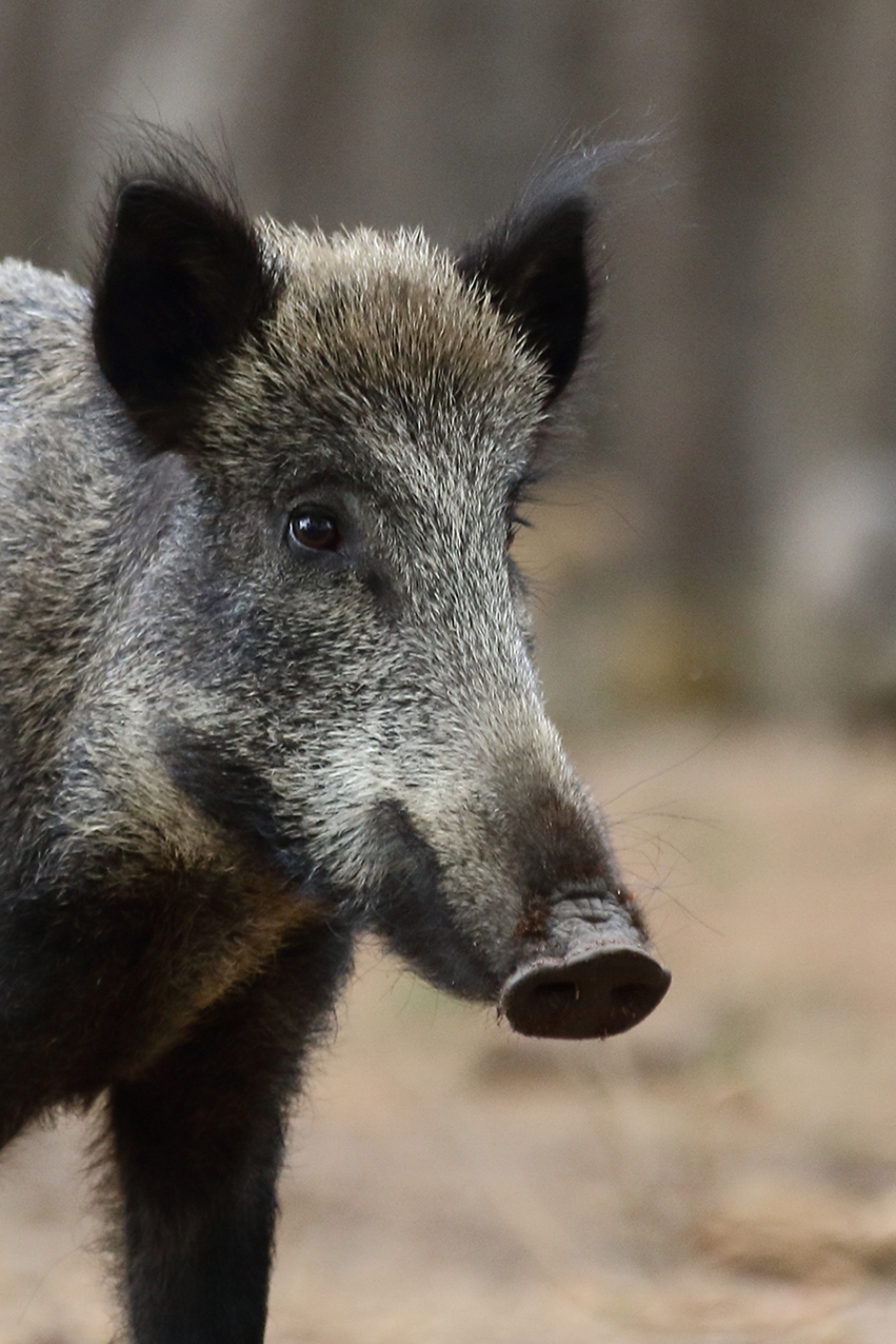 wild zwijn - Zoogdieren - 