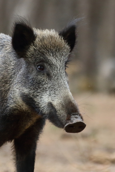 wild zwijn