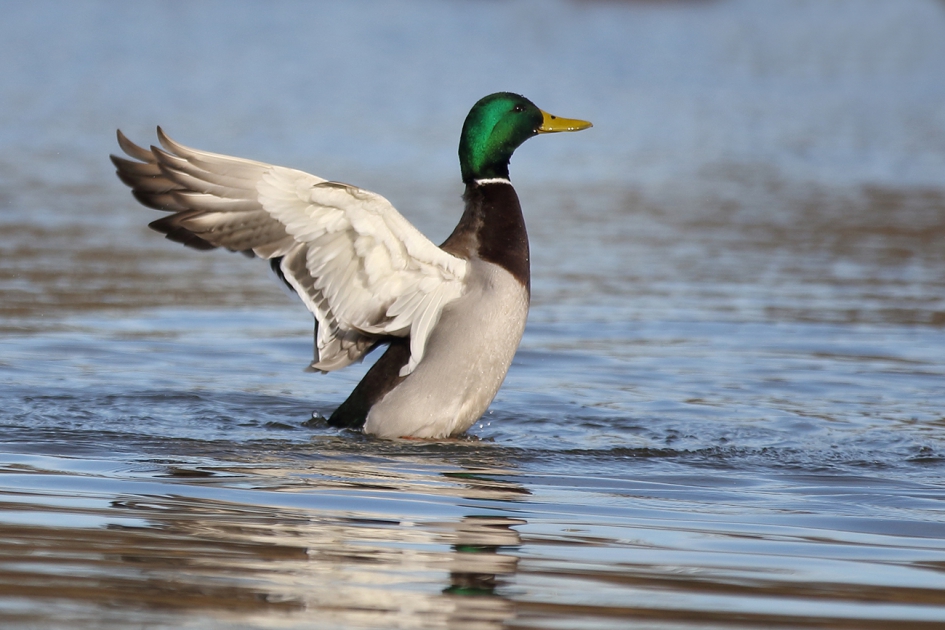 wilde eend -m- - Vogels - 