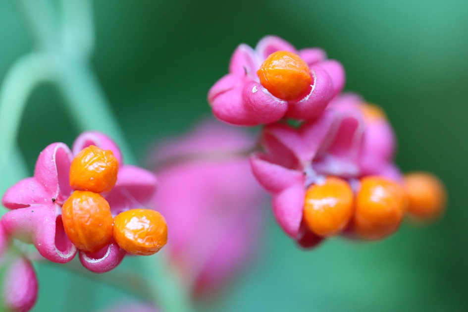 wilde kardinaalsmuts - Planten - 