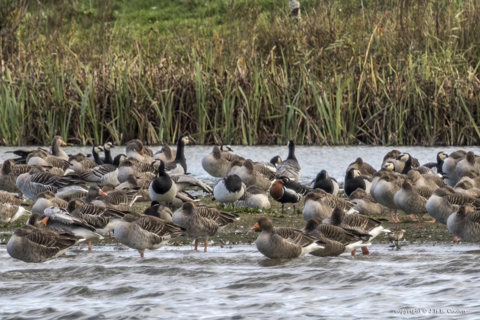 Wintergast - Vogels - Roodhalsgans