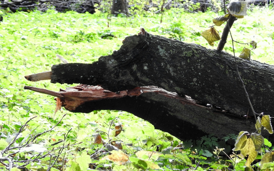 Woesteling - Overig - 