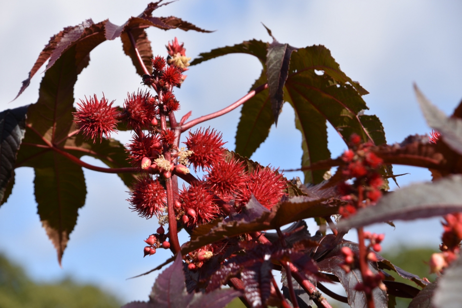 Wonderboom - Planten - 