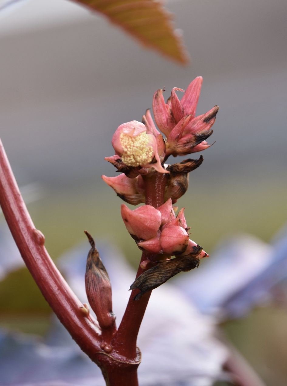 Wonderboom - Planten - 