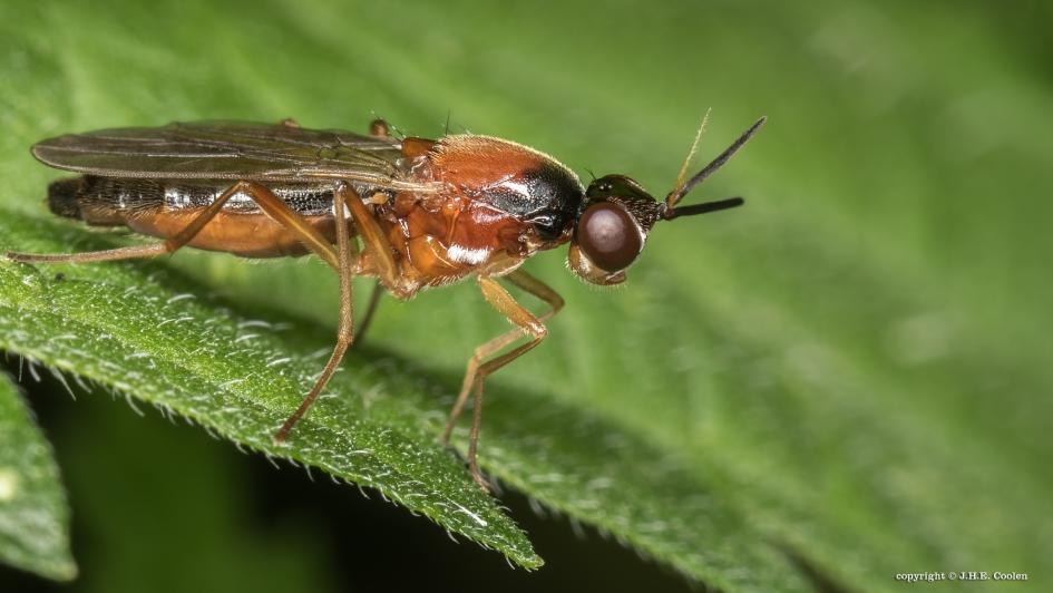 Wortelvlieg (Loxocera fulviventris) - Geleedpotigen - Wortelvlieg