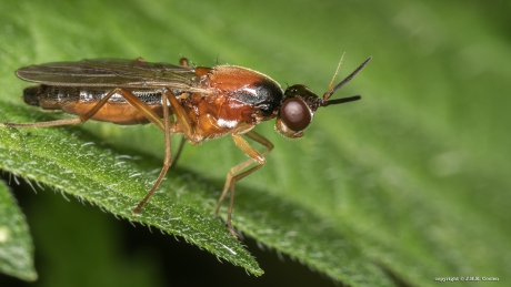 Wortelvlieg (Loxocera fulviventris)