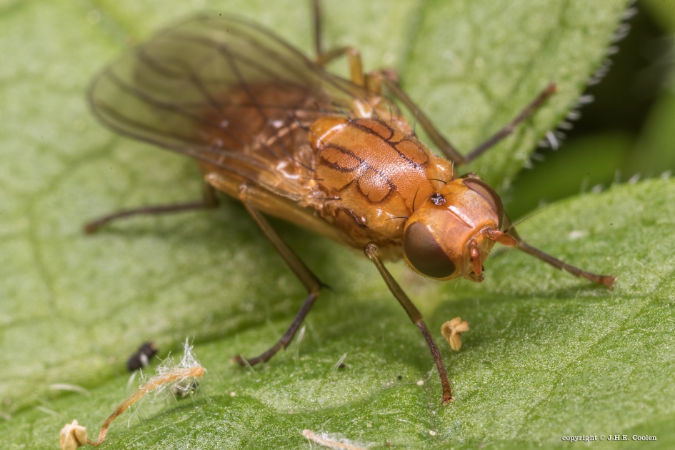 Wortelvlieg (Psila fimetaria) - Geleedpotigen - Wortelvlieg
