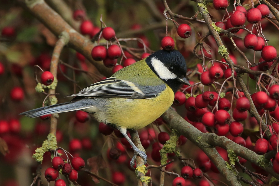 Wouter Koolmees ... - Vogels - Koolmees