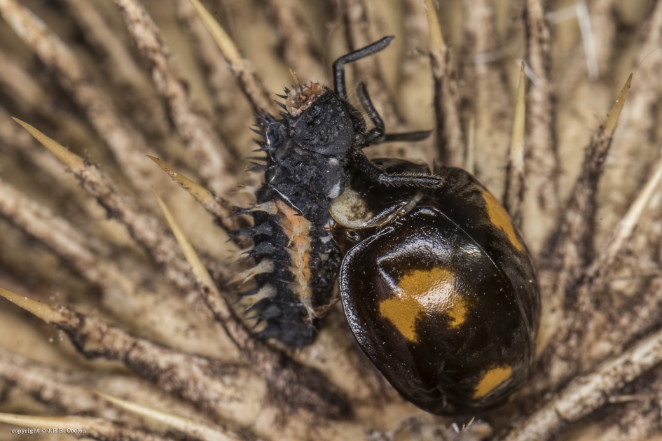 Wreed - Geleedpotigen - LHB