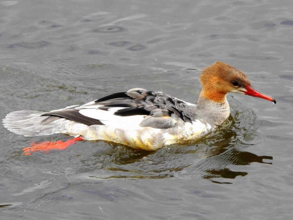 Zaagbek - Vogels - Grote zaagbek