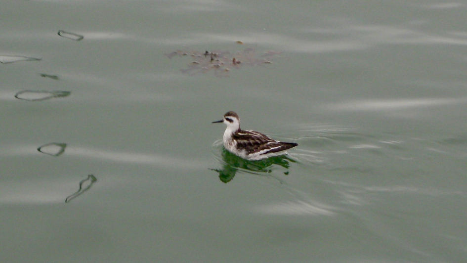 Zeldzame doortrekker - Vogels - Grauwe Franjepoot