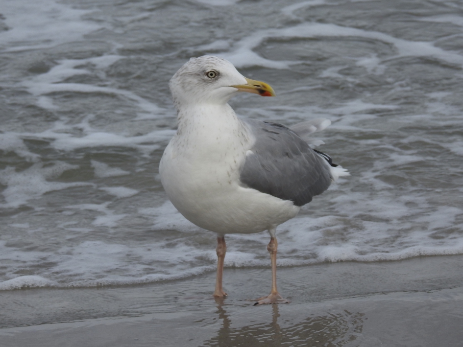 Zilvermeeuw in close up - Vogels - Zilvermeeuw