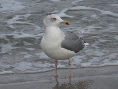 Zilvermeeuw in close up