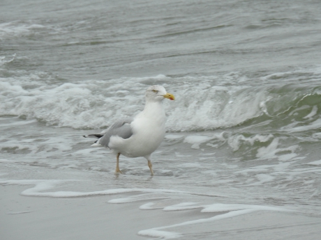 Zilvermeeuw in de branding