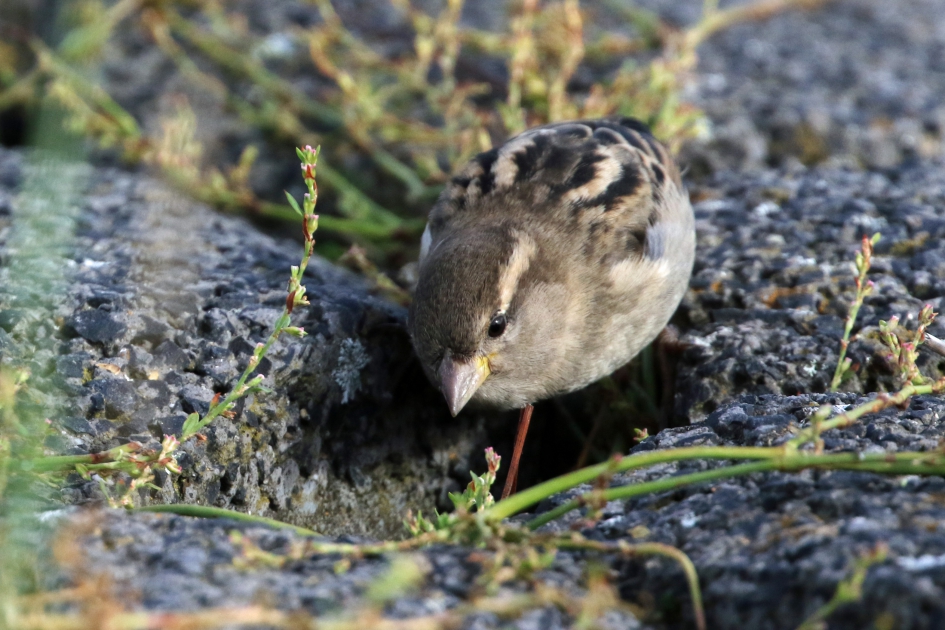 Zo gewoon, maar wat mooi! - Vogels - Huismus