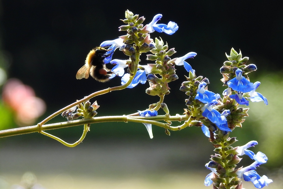 Zolang er bloemen zijn..... - Geleedpotigen - Akkerhommel
