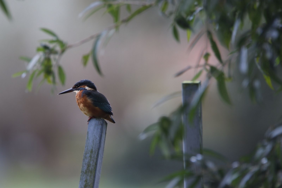 Zomaar op bezoek... - Vogels - Ijsvogel