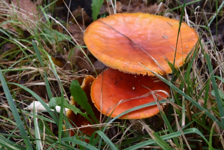 Zonder witte stippen..