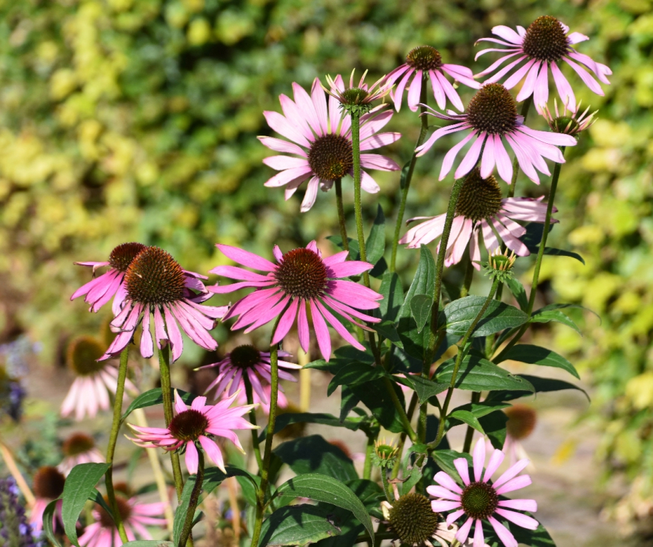 Zonnehoed - Planten - 