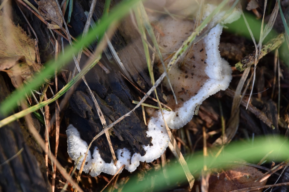 Zwam?? - Schimmels - 