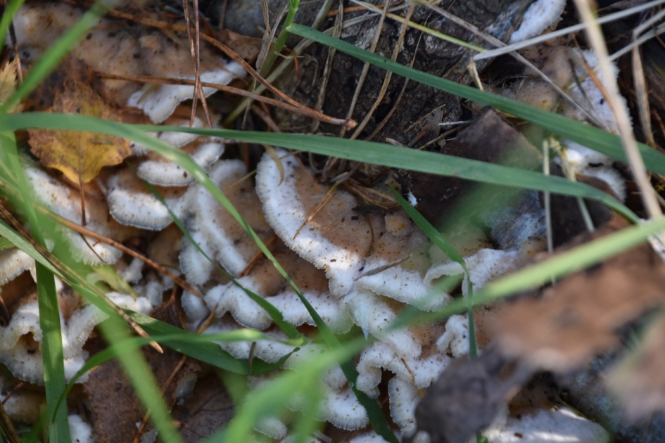 Zwam?? - Schimmels - 