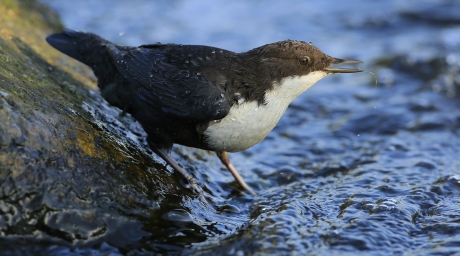ZwartbuikWaterspreeuw