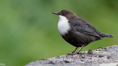 zwartbuikwaterspreeuw