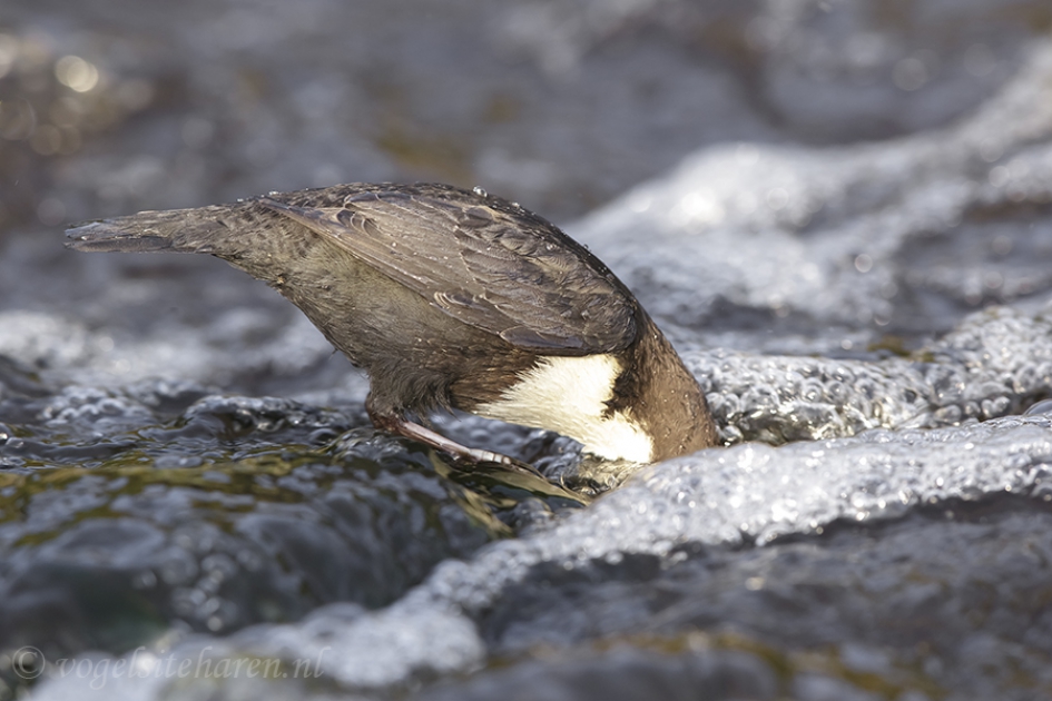 zwartbuikwaterspreeuw zoekt onder water een hapje. - Vogels - zwartbuikwaterspreeuw