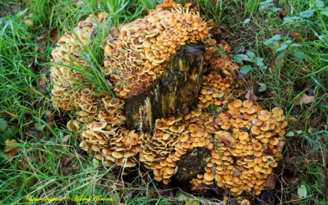 Zwavelkopjes op stronk