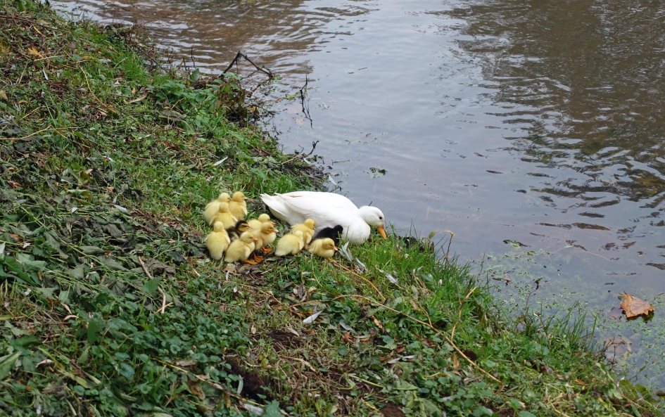 1,2,3,4, ...12!! onder moeders vleugels. - Vogels - Wilde eend