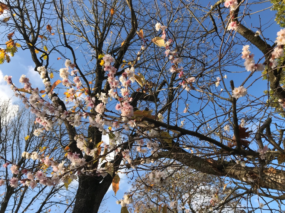 14:00 uur vanmiddag - Planten - 