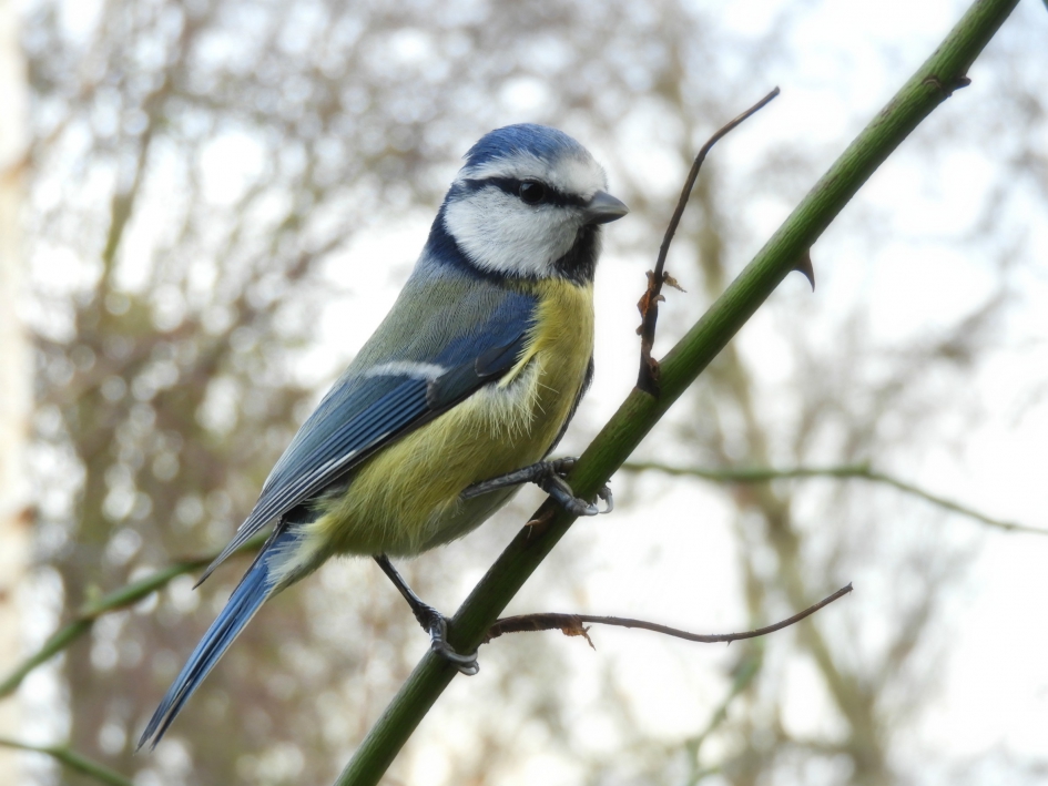 20171125 pimpelmees (Cyanistes caeruleus) - Vogels - pimpelmees