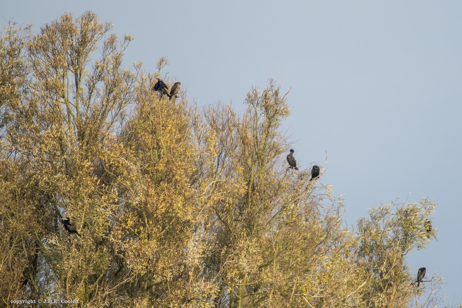 7 - Vogels - Aalscholver