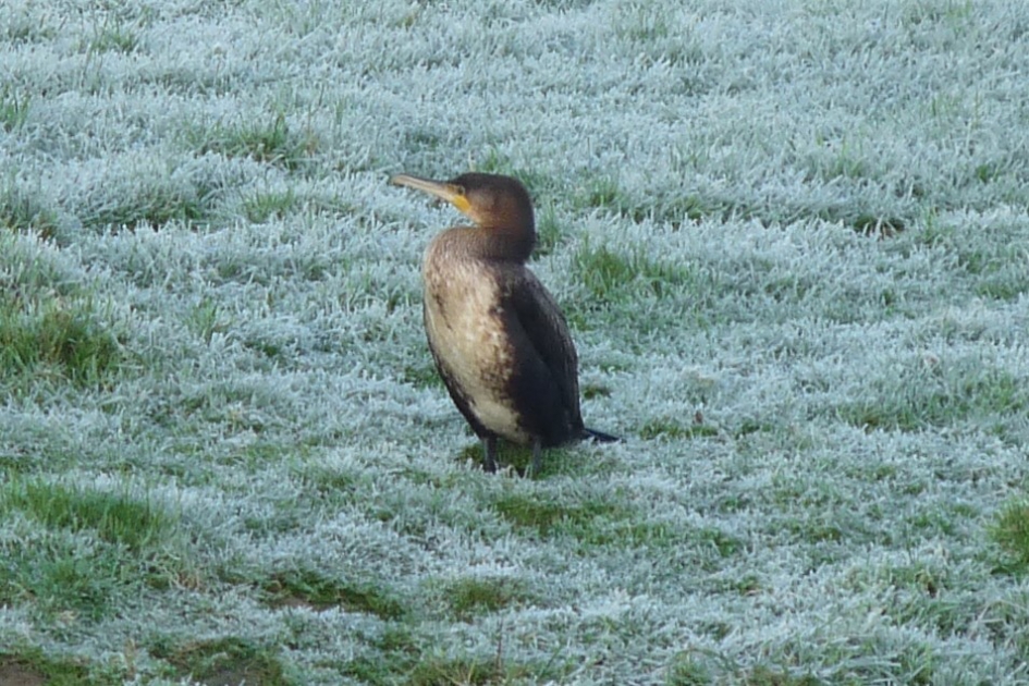 Aalscholver - Vogels - Aalscholver