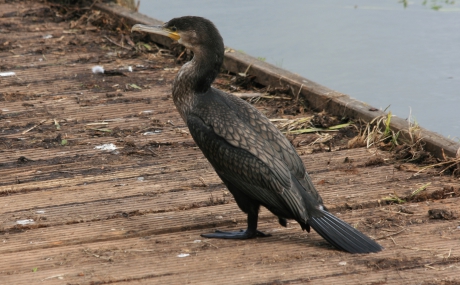 Aalscholver