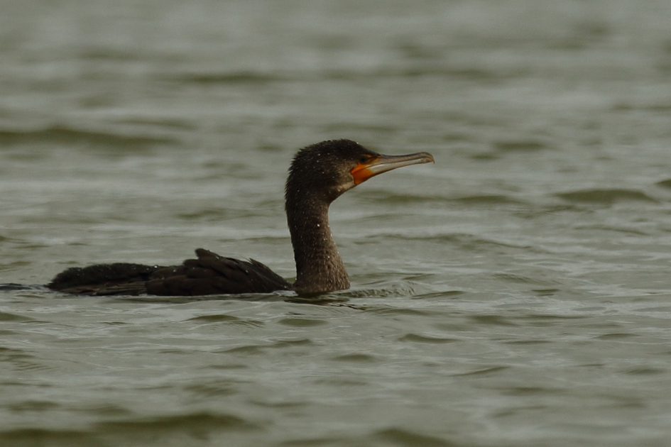 aalscholver - Vogels - 