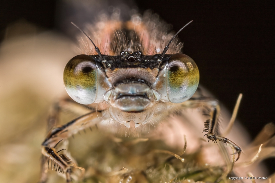 Aanblik - Geleedpotigen - Juffer