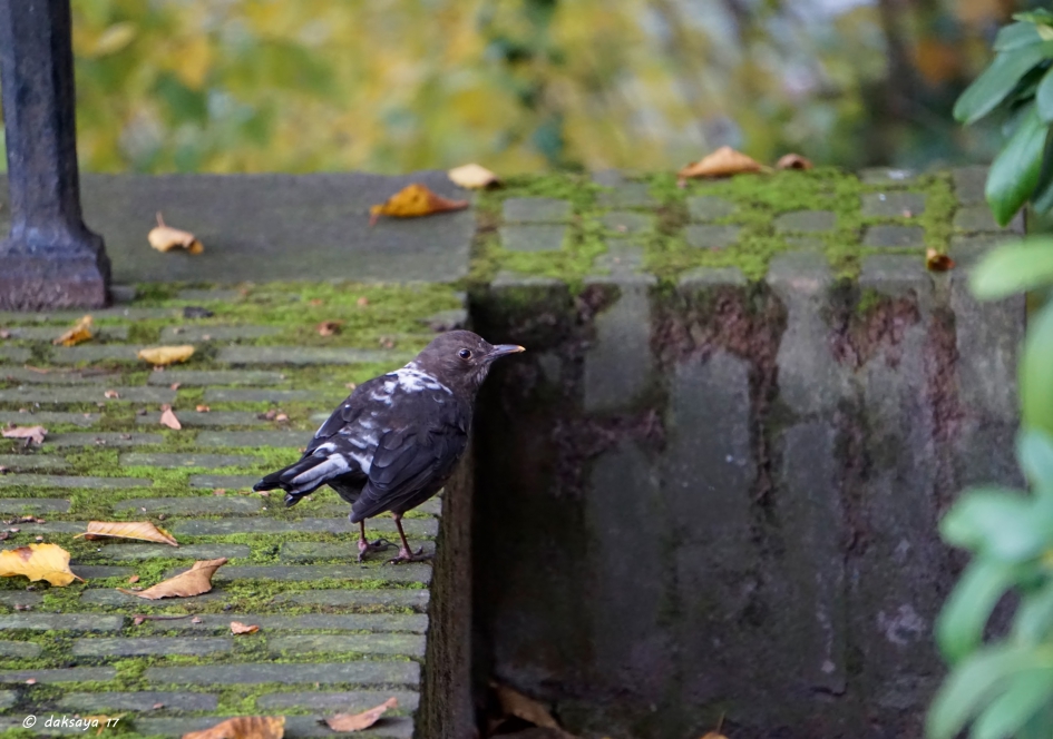 Afwijking - Vogels - 