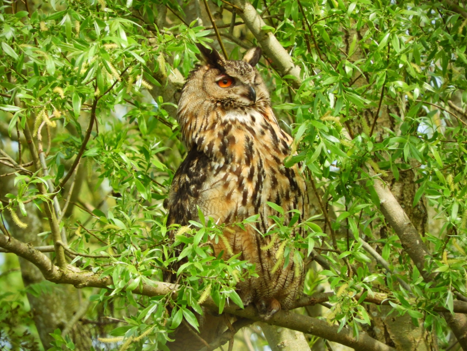 Alerte oehoe - Vogels - Oehoe