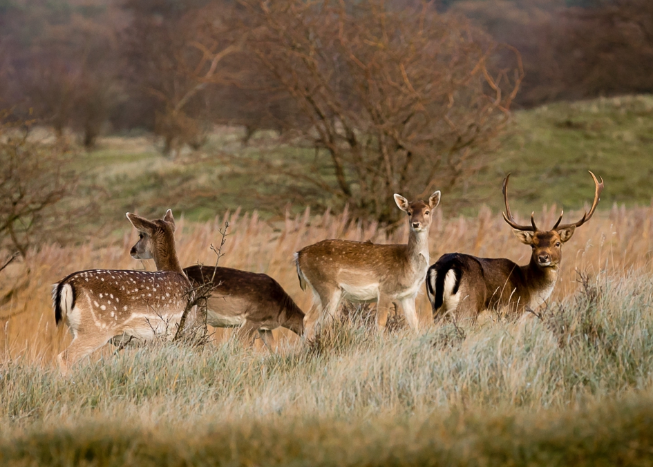 Alertheid is noodzakelijk - Zoogdieren - Damherten