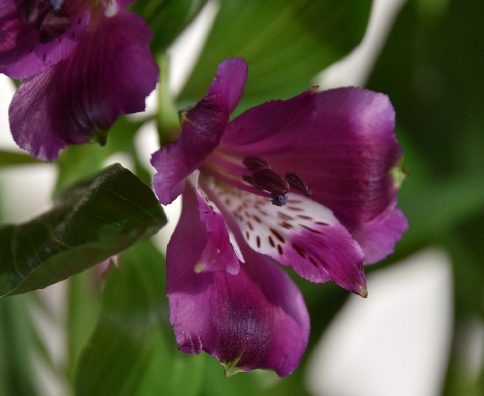Alstroemeria - Planten - 